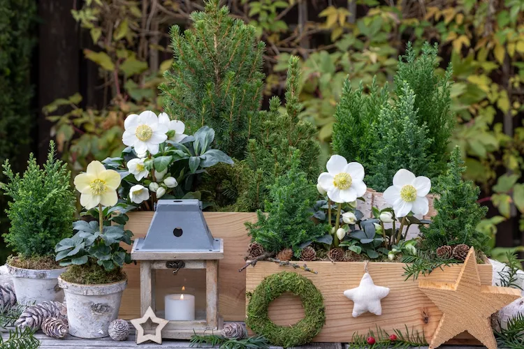 hauseingang im winter mit christrosen dekorieren