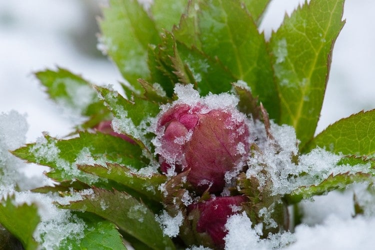 Helleborus niger ist sehr frosttolerant und winterhart und erfriert nicht so schnell