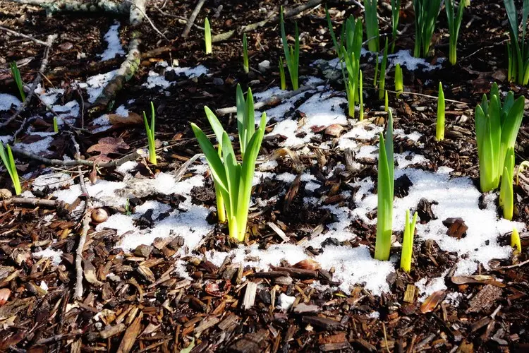 Im Frühling sollte man die Mulchschicht abtragen und erneuern