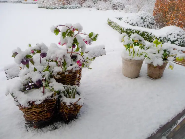 Im Winter muss man mit der Bewässerung vorsichtig sein