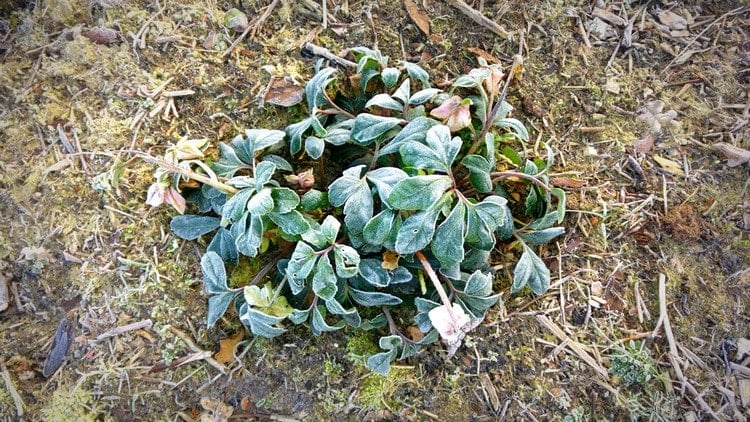 Ist im Garten die Christrose eingefroren, warten Sie ab, bis der Boden wieder warm ist