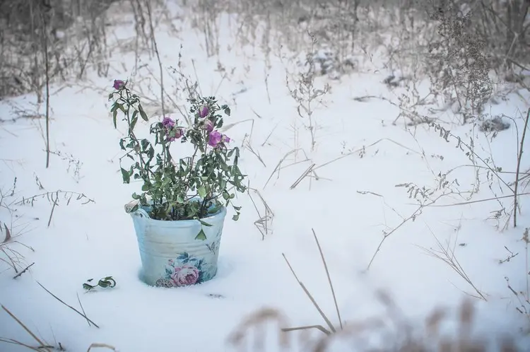 Ist meine Rose eingefroren - Die Blumen sind normalerweise sehr winterhart