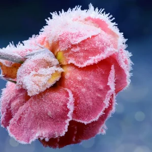 Ist meine Rose eingefroren - So erkennen Sie tote Pflanzen