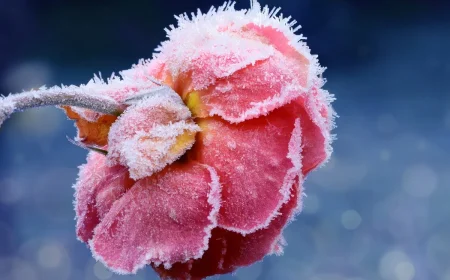 Ist meine Rose eingefroren - So erkennen Sie tote Pflanzen