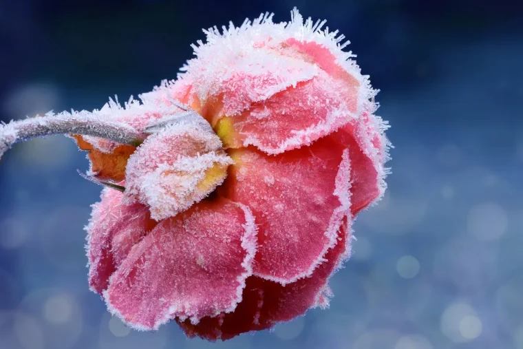 Ist meine Rose eingefroren - So erkennen Sie tote Pflanzen