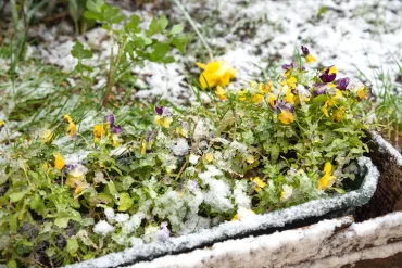 kleine hornveilchen unter schnee