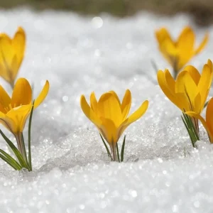 Krokusse pflanzen im Januar Mithilfe dieser Tipps sorgen Sie für einen schönen Garten!