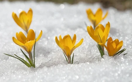 Krokusse pflanzen im Januar Mithilfe dieser Tipps sorgen Sie für einen schönen Garten!