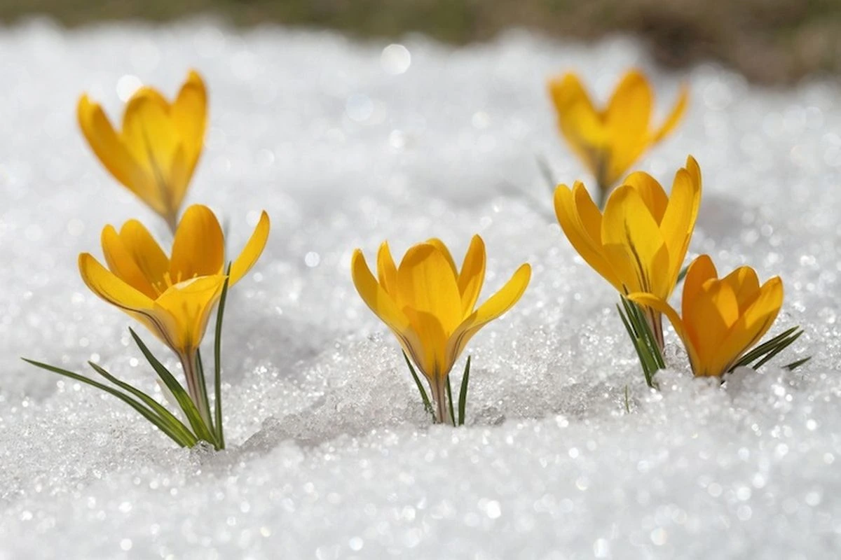 Krokusse pflanzen im Januar Mithilfe dieser Tipps sorgen Sie für einen schönen Garten!