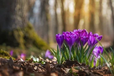 Krokusse pflanzen im Januar - Tipps