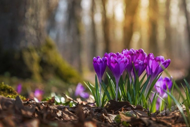 Krokusse pflanzen im Januar - Tipps