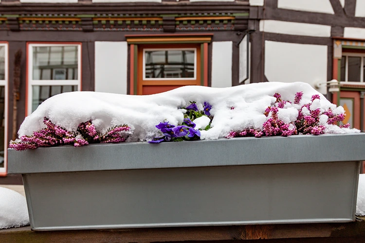 lila stiefmüttechen und heidekraut in einem balkonkasten im winter