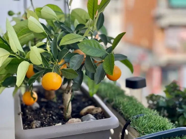 Mandarinenbaum im Winter auf dem Balkon pflegen Tipps 