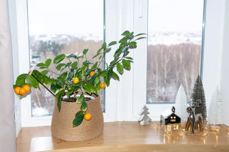 Mandarinenbaum in der Wohnung den passenden Standort im Winter finden 