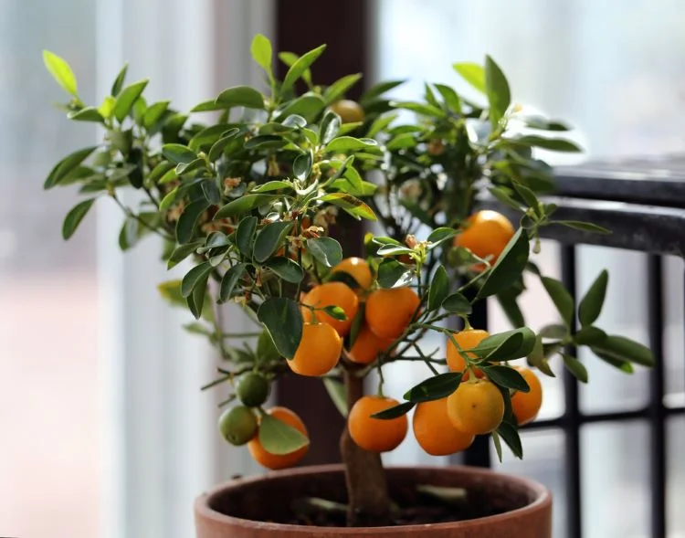 Mandarinenbaum richtig pflegen wenn er Blätter verliert