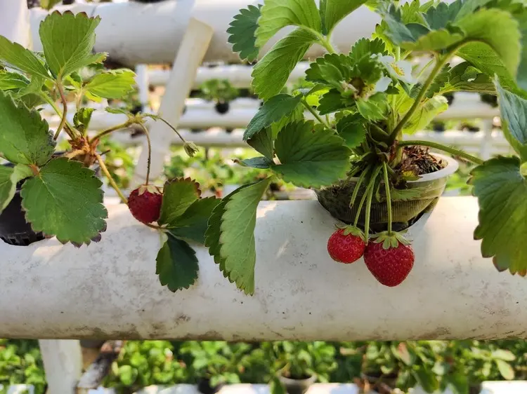 Möchten Sie Erdbeeren im Rohr überwintern, muss passender Frostschutz her