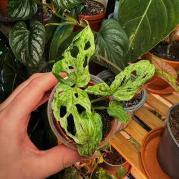 Monstera adansonii 'Frozen Freckles'