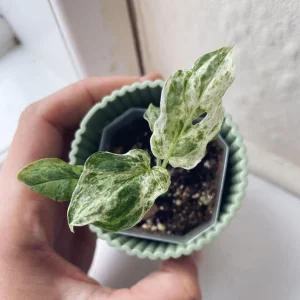 Monstera Frozen Freckles Wie Sie diese außergewöhnliche Pflanze richtig pflegen sollten!