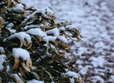 Oleander erfroren Frostschäden erkennen