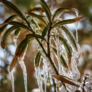 Oleander erfroren Wie man die Frostschäden erkennen und den Oleander retten kann!