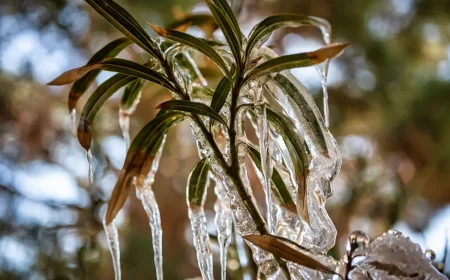 Oleander erfroren Wie man die Frostschäden erkennen und den Oleander retten kann!