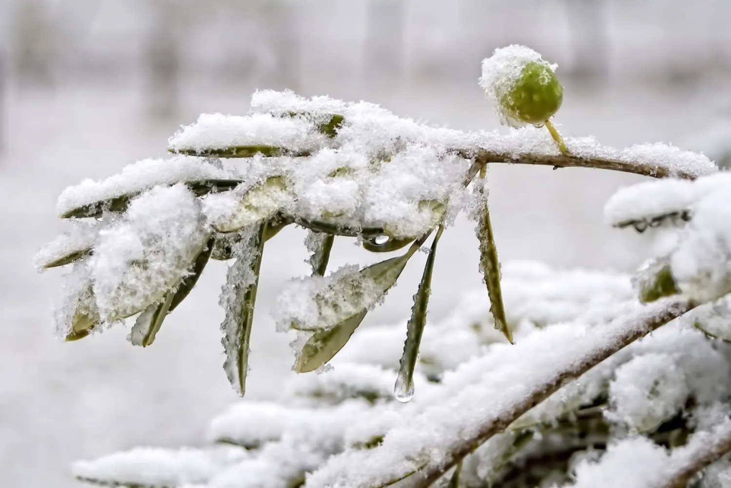 Olivenbaum vor Frost schützen nützliche Tipps 