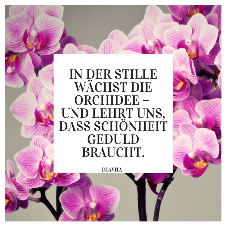 orchideen sprüche bilder kostenlos zum herunterladen