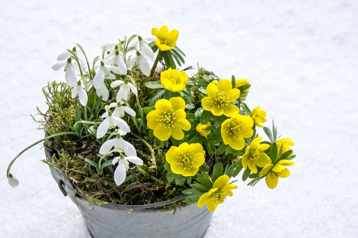 Pflanzen, die im Januar blühen - Gelbe und weiße Blüten mit Schneeglöckchen und Winterling