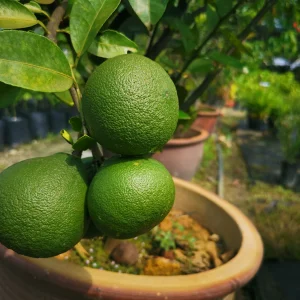 pomelo bäumchen im topf mit früchten