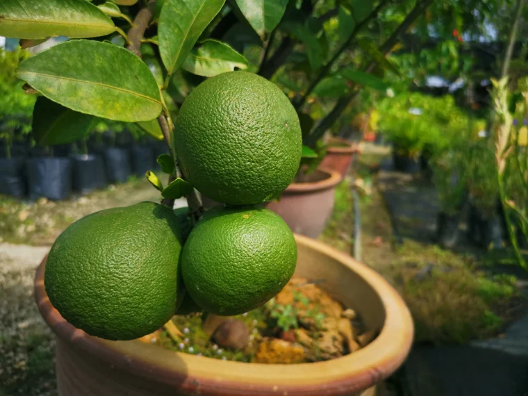 pomelo bäumchen im topf mit früchten