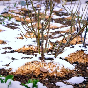 Sägespäne & Rindenmulch im Winter ausbringen als Schutz vor Bodenfrost