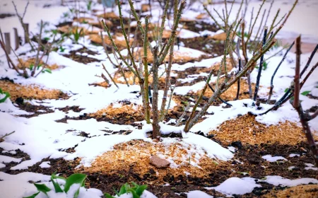 Sägespäne & Rindenmulch im Winter ausbringen als Schutz vor Bodenfrost