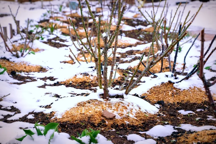 Sägespäne & Rindenmulch im Winter ausbringen als Schutz vor Bodenfrost