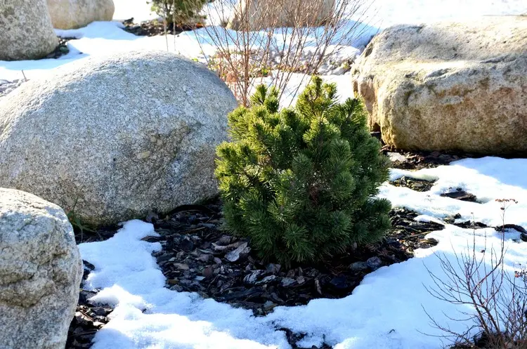 Sägespäne & Rindenmulch im Winter für Gartenpflanzen und Topfpflanzen