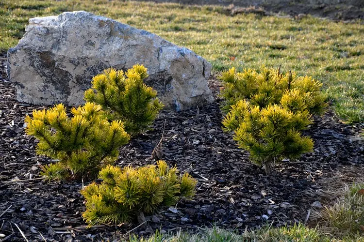 Sägespäne & Rindenmulch im Winter versorgen den Boden mit Nährstoffen für das Frühjahr