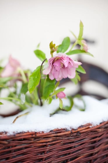 Schnee ist eine gute Isolierung, die vor Bodenfrost schützt