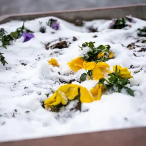 stiefmüttechen bei frost und schnee