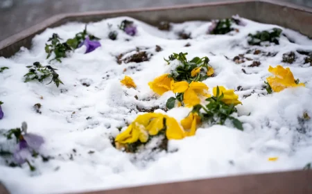 stiefmüttechen bei frost und schnee