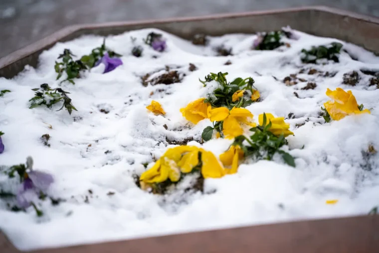 stiefmüttechen bei frost und schnee