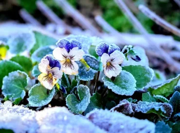 Stiefmütterchen und Veilchen für Blumenkästen oder Gartenbeet