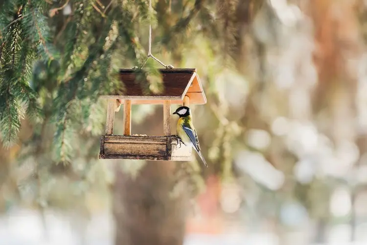 Tiere im Winter füttern und Unterschlupf gewähren - Vögel fressen fettreich