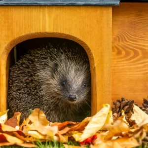 Tiere im Winter mit einem Winterquartier ausstatten - Ein Igelhaus kaufen oder bauen