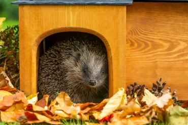 Tiere im Winter mit einem Winterquartier ausstatten - Ein Igelhaus kaufen oder bauen