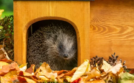 Tiere im Winter mit einem Winterquartier ausstatten - Ein Igelhaus kaufen oder bauen