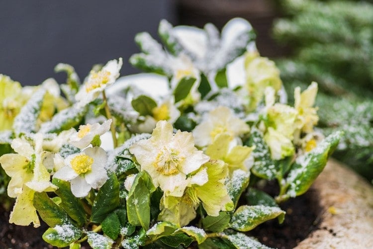 Trotz Winterhärte sollte die Winterblume windgeschützt stehen