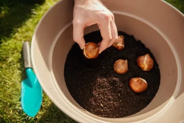 Tulpen in Töpfe einpflanzen im Frühjahr