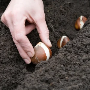 Tulpenzwiebel im Februar einpflanzen Tipps