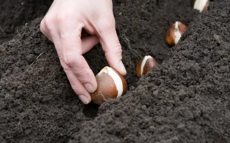 Tulpenzwiebel im Februar einpflanzen Tipps