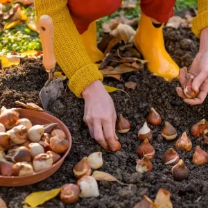 Tulpenzwiebel im Januar setzen So pflanzen Sie sie richtig!