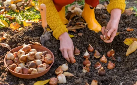 Tulpenzwiebel im Januar setzen So pflanzen Sie sie richtig!